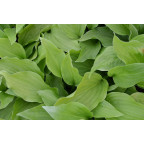 HOSTA 'Honeybells'