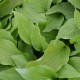 HOSTA 'Honeybells'