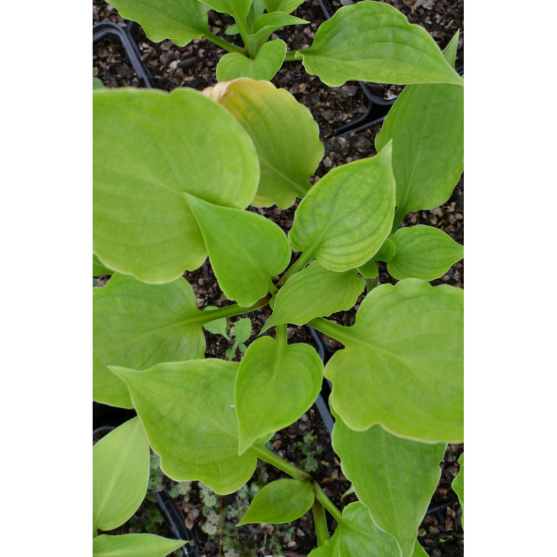 HOSTA ventricosa