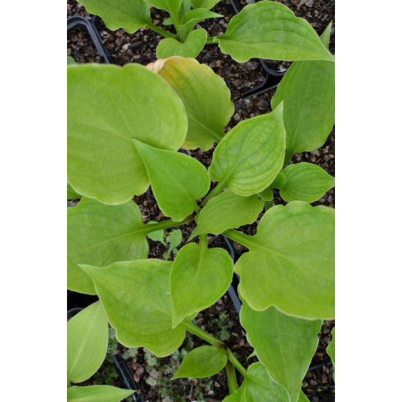HOSTA ventricosa