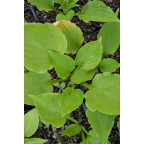 HOSTA ventricosa