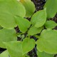 HOSTA ventricosa