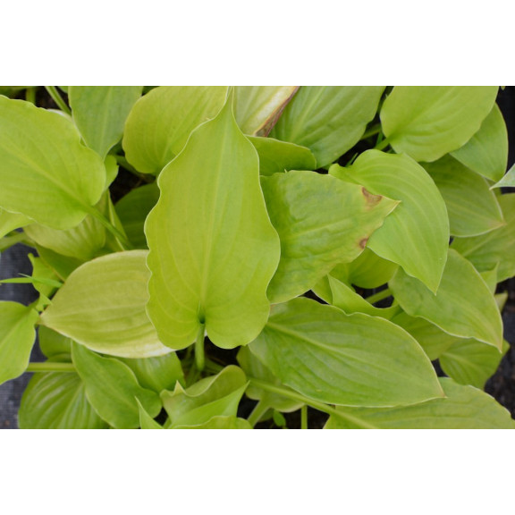 HOSTA plantaginea 'Grandiflora'