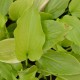 HOSTA plantaginea 'Grandiflora'