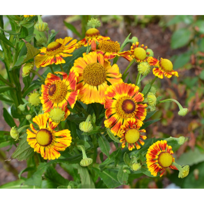 HELENIUM 'Feuersiegel'