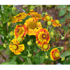 HELENIUM 'Feuersiegel'