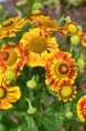 HELENIUM 'Feuersiegel'