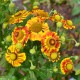 HELENIUM 'Feuersiegel'