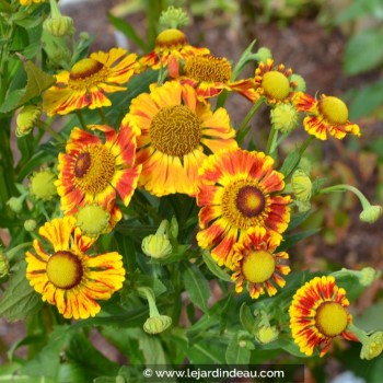 HELENIUM &#039;Feuersiegel&#039;