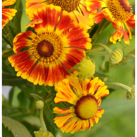 HELENIUM 'Feuersiegel'