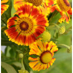 HELENIUM 'Feuersiegel'