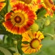 HELENIUM 'Feuersiegel'