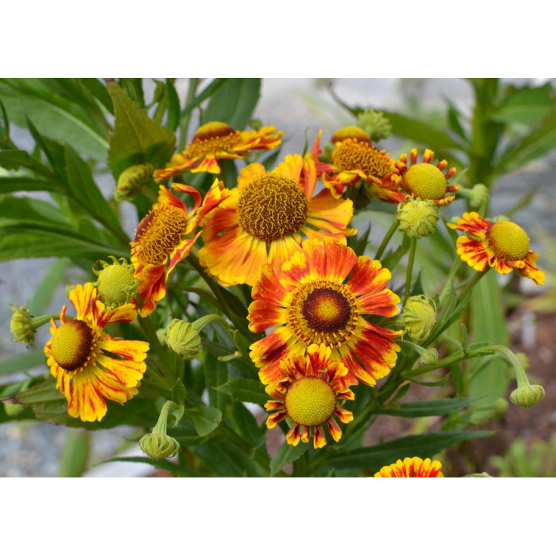 HELENIUM 'Feuersiegel'