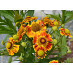 HELENIUM 'Feuersiegel'