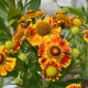 HELENIUM 'Feuersiegel'