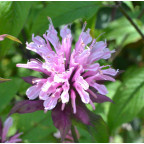 MONARDA 'Croftway Pink' MONARDA 'Croftway Pink'