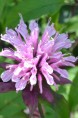 MONARDA 'Croftway Pink'