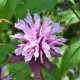 MONARDA 'Croftway Pink'