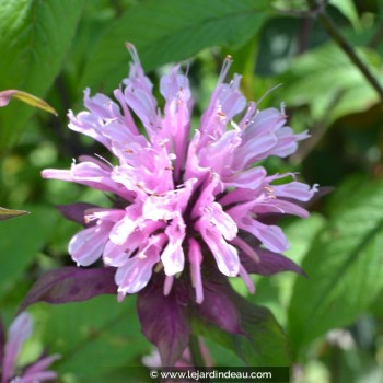 MONARDA &#039;Croftway Pink&#039;