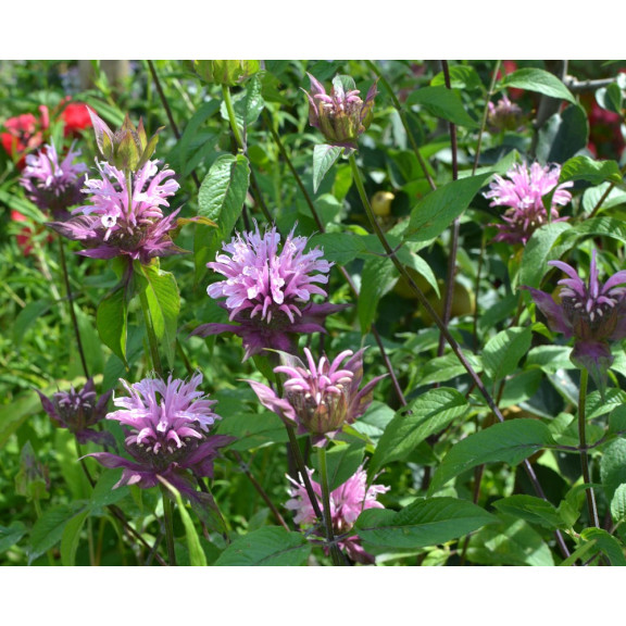MONARDA 'Croftway Pink'