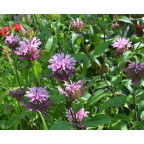 MONARDA 'Croftway Pink' MONARDA 'Croftway Pink'