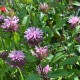 MONARDA 'Croftway Pink'