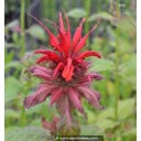MONARDA \'Gardenview Scarlet\'