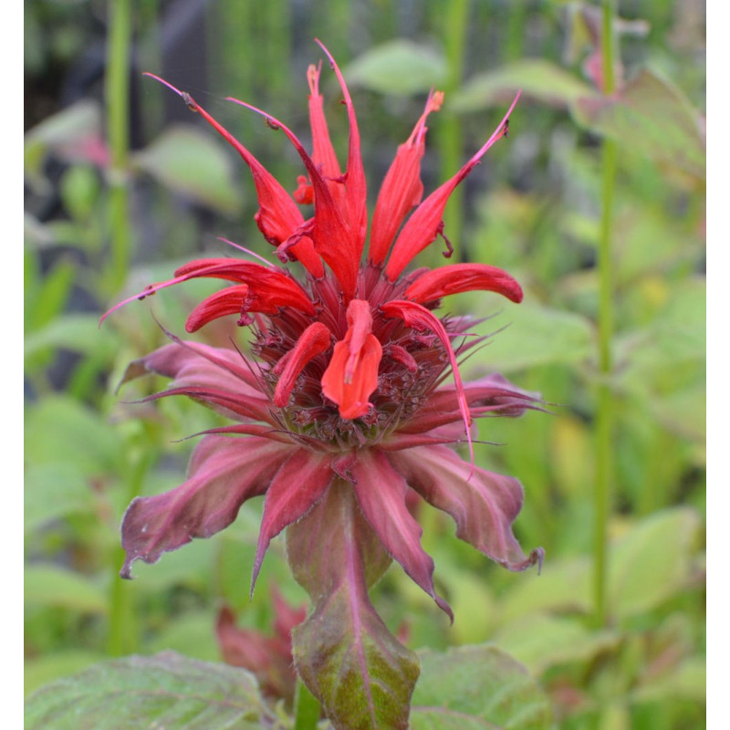 MONARDA 'Gardenview Scarlet' MONARDA 'Gardenview Scarlet'