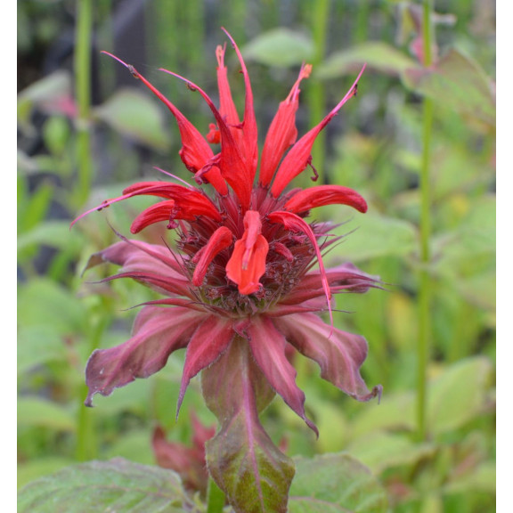MONARDA 'Gardenview Scarlet'