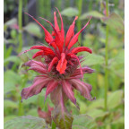 MONARDA 'Gardenview Scarlet' MONARDA 'Gardenview Scarlet'