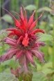MONARDA 'Gardenview Scarlet'