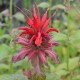 MONARDA 'Gardenview Scarlet'