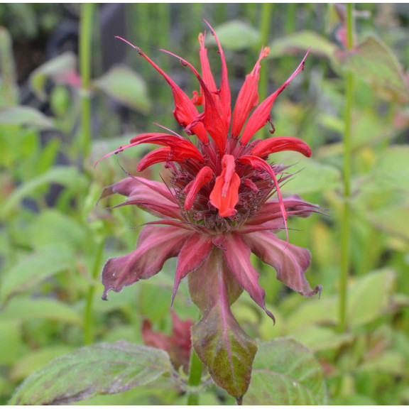 MONARDA 'Gardenview Scarlet'