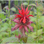 MONARDA 'Gardenview Scarlet' MONARDA 'Gardenview Scarlet'