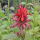 MONARDA 'Gardenview Scarlet'