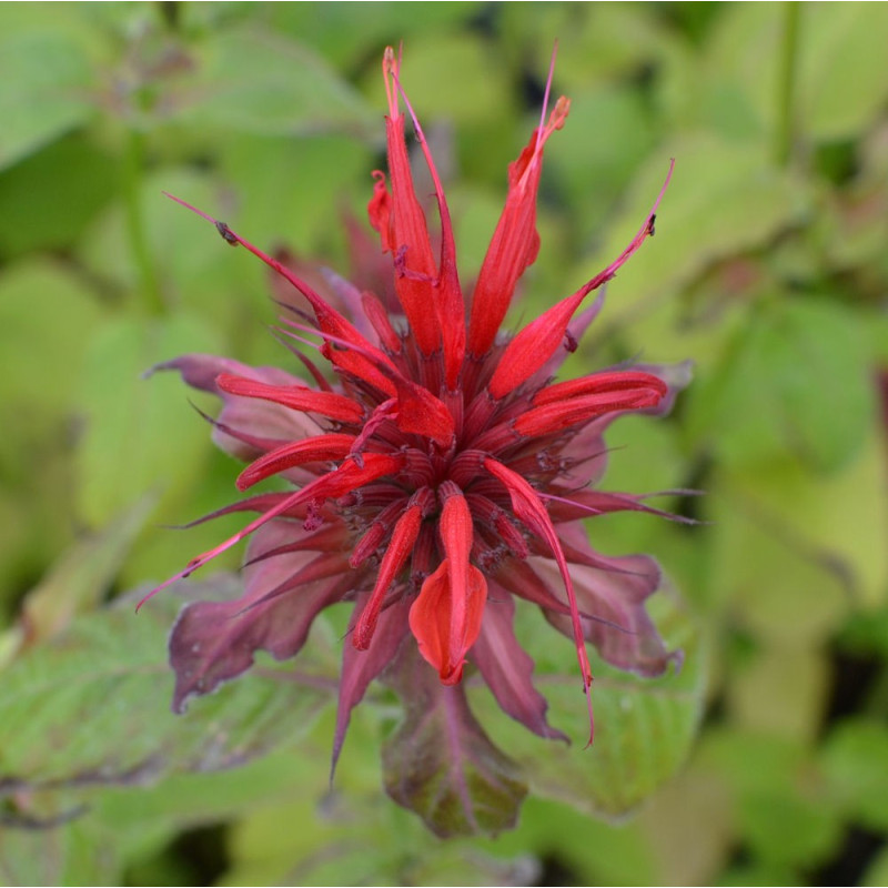MONARDA 'Gardenview Scarlet' MONARDA 'Gardenview Scarlet'