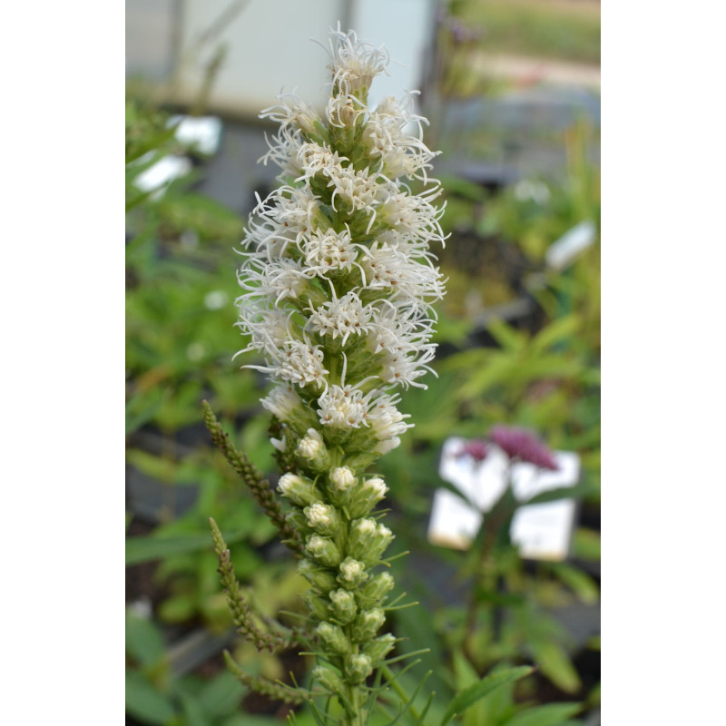 LIATRIS spicata 'Alba'