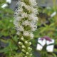 LIATRIS spicata 'Alba'
