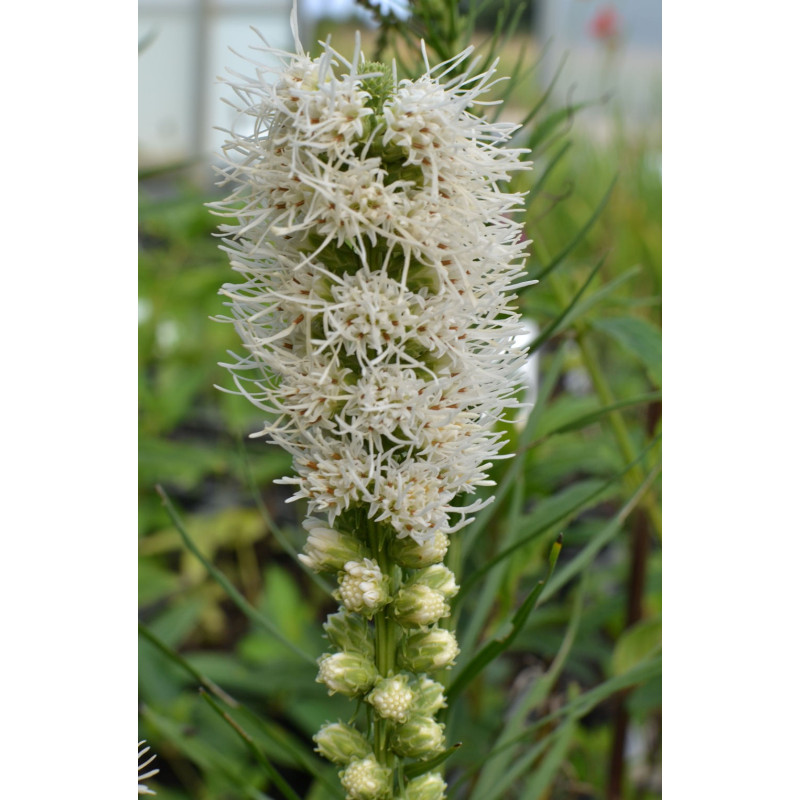LIATRIS spicata 'Alba'