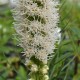 LIATRIS spicata 'Alba'