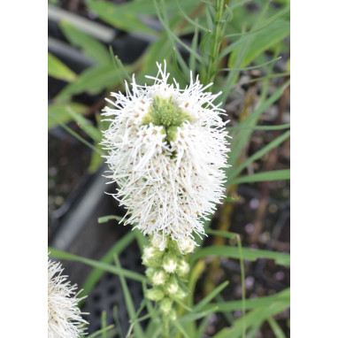 LIATRIS spicata \'Alba\'