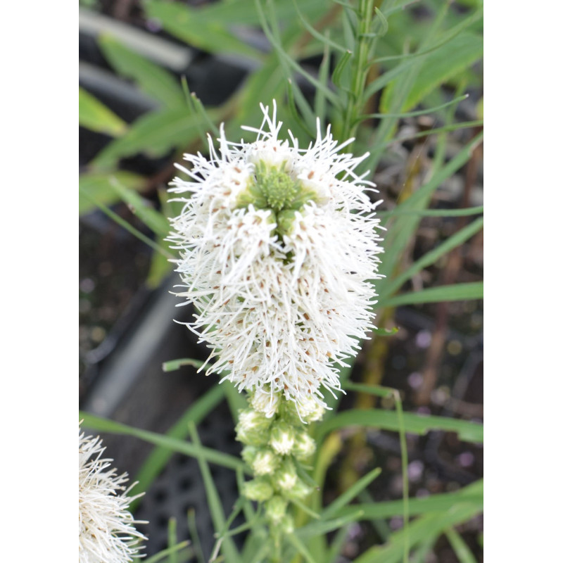LIATRIS spicata 'Alba'