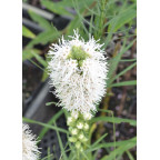 LIATRIS spicata 'Alba'