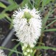 LIATRIS spicata 'Alba'