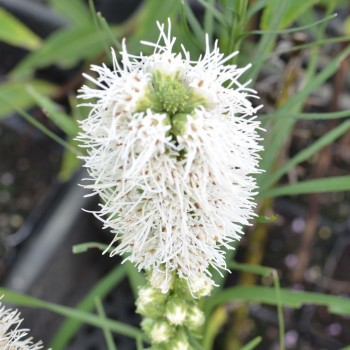 LIATRIS spicata &#039;Alba&#039;