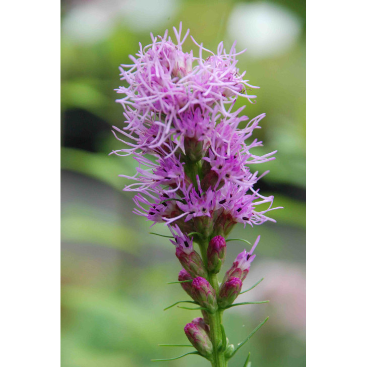 LIATRIS spicata