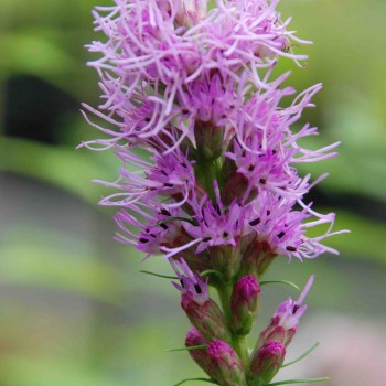 LIATRIS spicata