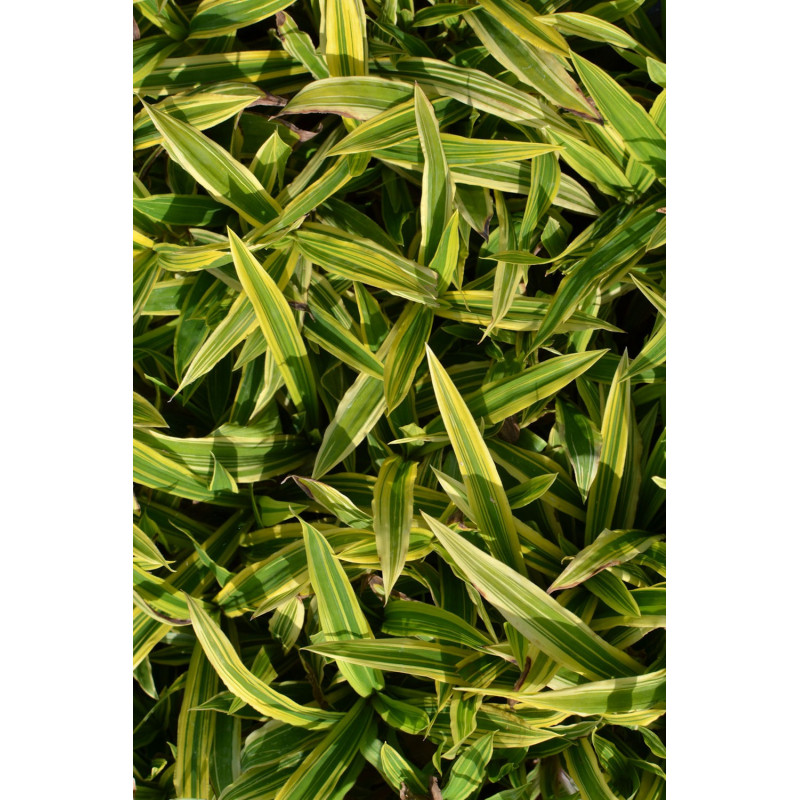 CAREX siderosticha 'Island Brocade'