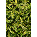 CAREX siderosticha 'Island Brocade'