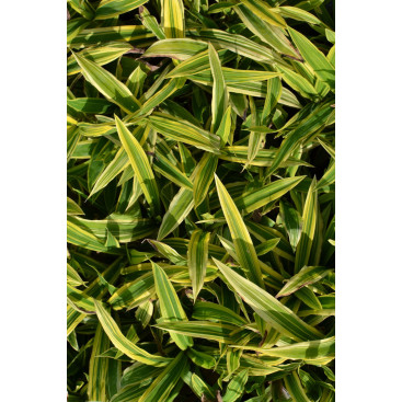 CAREX siderosticha  \'Island Brocade\'